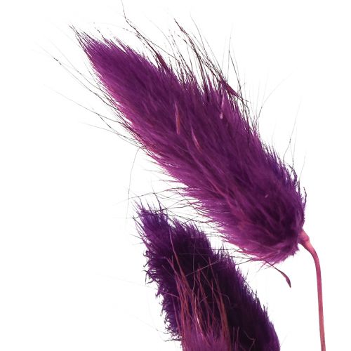 Article Herbe de Velours Violette, Herbe Queue de Lapin, Lagurus L18-50cm 25g