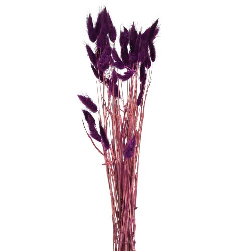 Article Herbe de Velours Violette, Herbe Queue de Lapin, Lagurus L18-50cm 25g