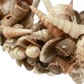 Floristik24 Anneau décoratif bois escargots de mer décoration coquille naturel Ø25cm
