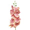 Floristik24 Orchidée Phalaenopsis artificielle 9 fleurs rose vanille 96cm