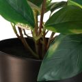 Floristik24 Philodendron Scindapsus avec pot, facile d&#39;entretien - idéal pour le bureau et la maison 32cm