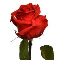 Floristik24 Amorosa Rose Infini Rouge avec Feuilles Conservées L54cm