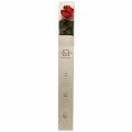 Floristik24 Amorosa Rose Infini Rouge avec Feuilles Conservées L54cm