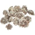 Floristik24 Cônes de cèdre coupés en cèdre rose rose 4-6cm blanc/naturel 50 pièces