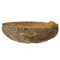 Floristik24 Noix de coco comme bol à plantes pot de fleurs naturel 20 cm 5 pièces