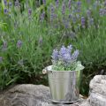 Floristik24 Mini lavande en pot plante artificielle lavande décoration H16cm